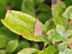 Dichomeris ventrellus