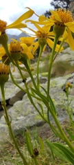 Senecio pyrenaicus