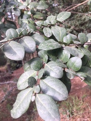 Azara integrifolia