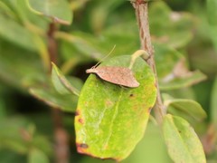 Dichomeris ventrellus