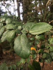 Azara integrifolia