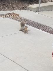 Sciurus niger