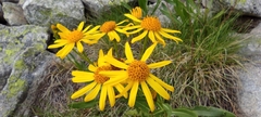 Senecio pyrenaicus