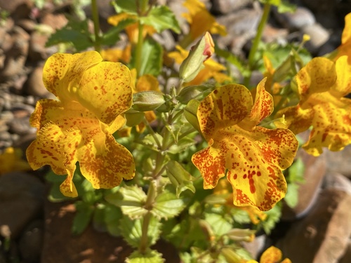 čarodejka škvrnitá (Erythranthe guttata)