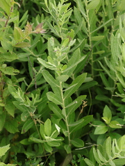 Salix humilis tristis