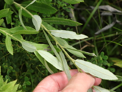 Salix humilis tristis