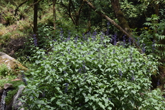Salvia concolor