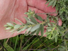 Salix humilis tristis