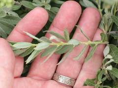 Salix humilis tristis