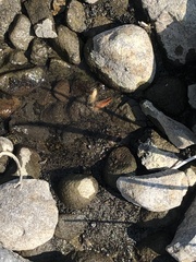 Pacifastacus leniusculus