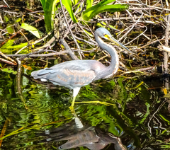 Egretta tricolor image
