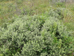 Salix humilis tristis