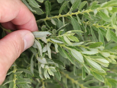 Salix humilis tristis