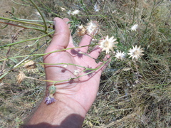 Centaurea scabiosa adpressa