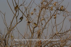 Ploceus melanocephalus