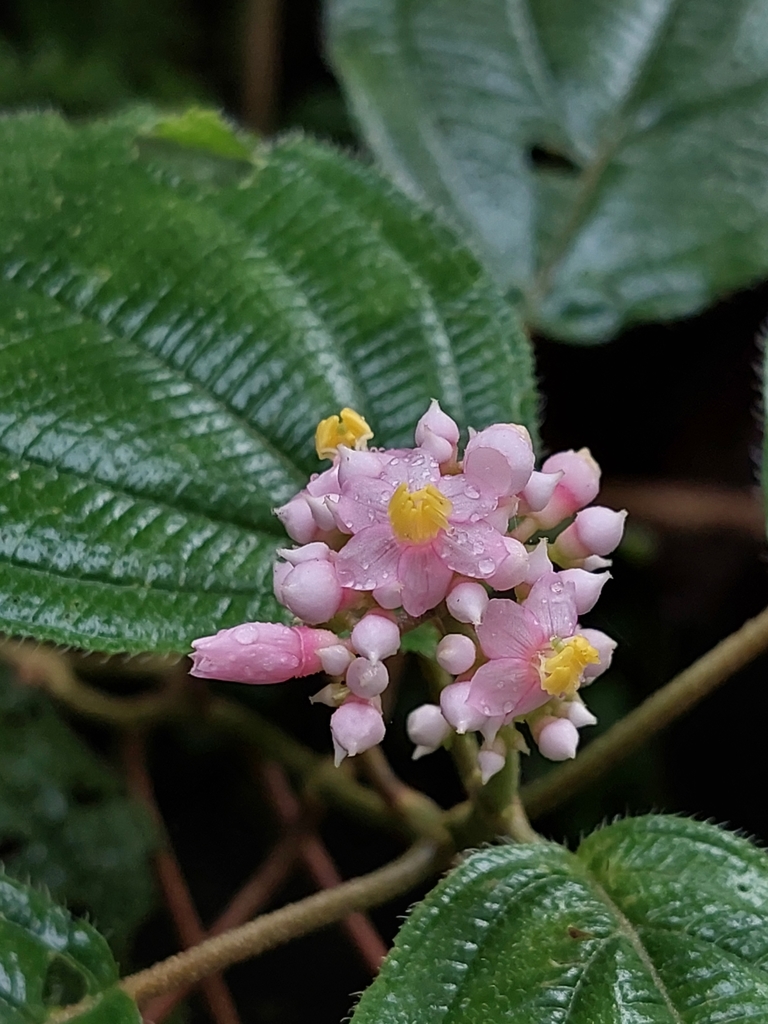 pink pearl bush