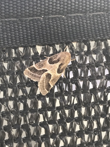 Ragweed Flower Moth photo 4