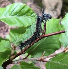 Euproctis chrysorrhoea