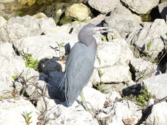 Egretta caerulea image