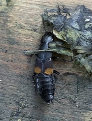 Platydracus fossator