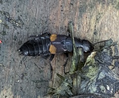 Platydracus fossator