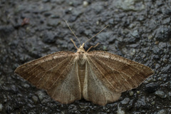 Thallophaga hyperborea
