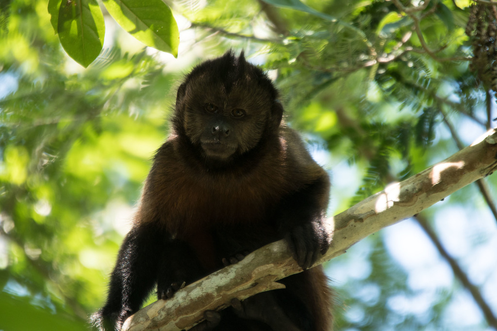 Macaco-prego-preto (Sapajus nigritus) · BioDiversity4All