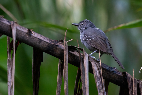 Willis's Antbird (Cercomacroides laeta), photo 4