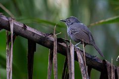 Cercomacroides laeta
