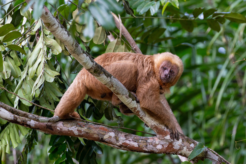 Macaco-prego-galego, Sapajus flavius, pertencente ao grupo de