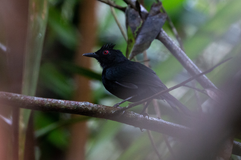 White-backed Fire-eye (Pernambuco)