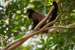 Sapajus robustus