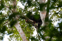 Alouatta belzebul
