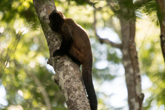 Sapajus robustus