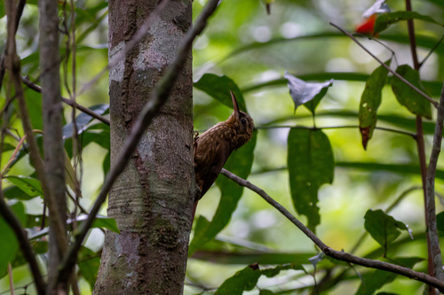 Ceara Woodcreeper (Xiphorhynchus atlanticus), photo 5