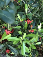 Pyracantha koidzumii