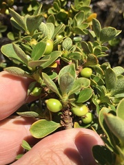 Coprosma montana