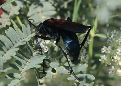 Pepsis grossa
