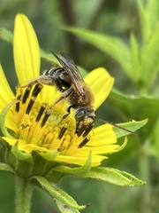 Melissodes comptoides