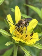 Melissodes comptoides