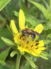 Melissodes comptoides