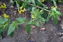 Scrophularia herminii