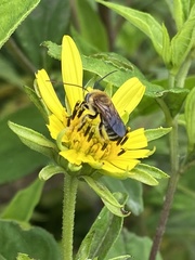 Melissodes comptoides