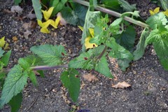 Scrophularia herminii