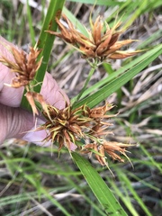 Rhynchospora corniculata
