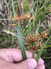 Rhynchospora corniculata