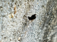 Chrysopilus basilaris