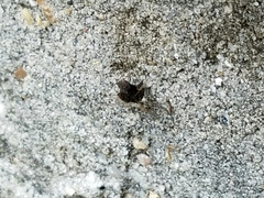 Chrysopilus basilaris