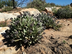 Machairophyllum bijliae