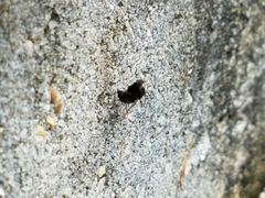 Chrysopilus basilaris